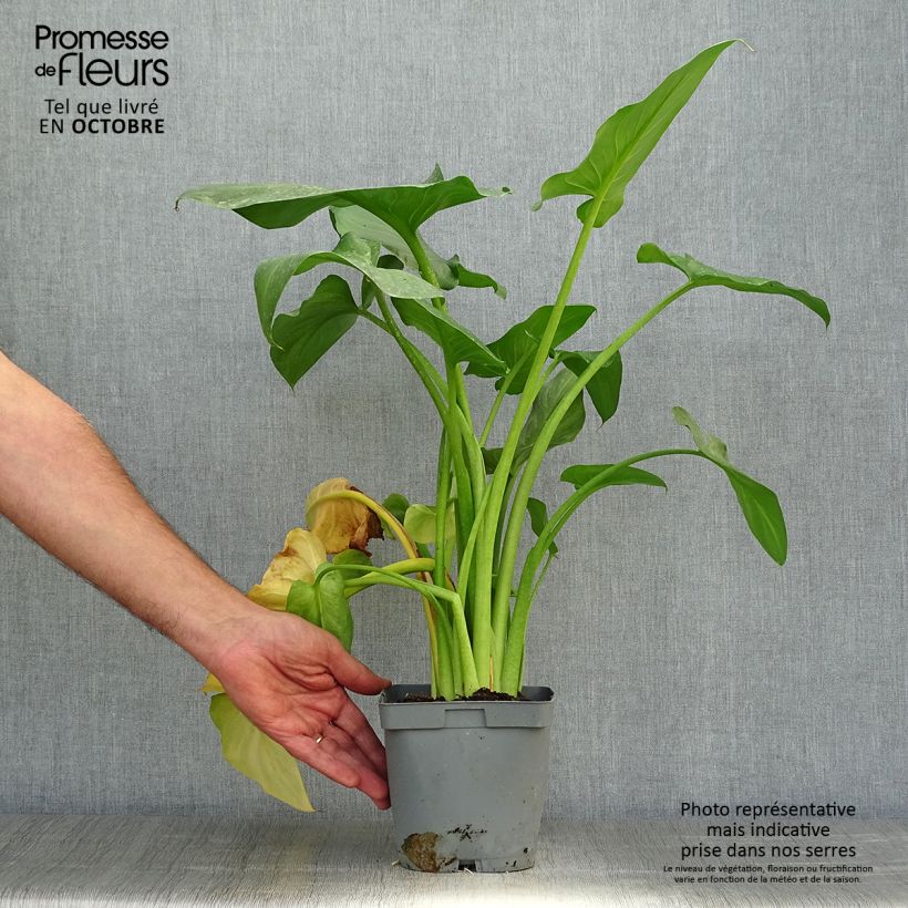Exemplar von Zantedeschia aethiopica Pink Flamingo - Zimmercalla Topf mit 2L/3L wie im Herbst geliefert