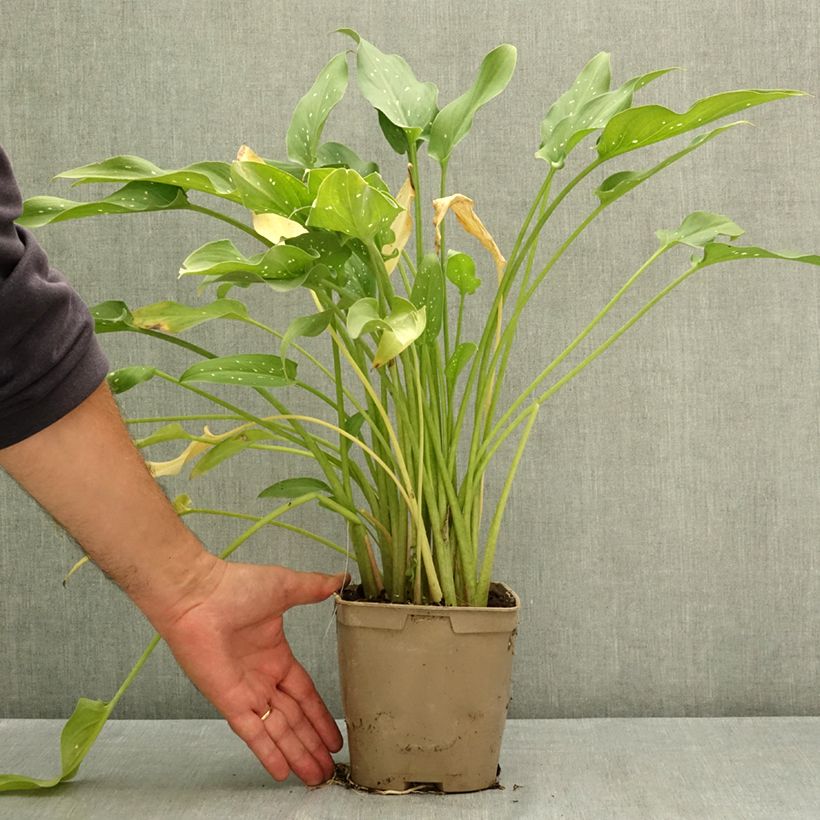 Exemplar von Zantedeschia aethiopica Scented Lady - Zimmercalla Topf mit 2L/3L wie im Sommer geliefert