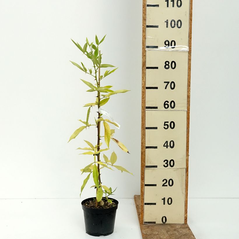 Exemplar von Zanthoxylum armatum - Nepalesischer Pfeffer Topf mit 3L/4L wie im Sommer geliefert