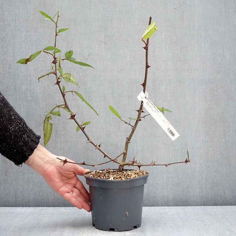 Exemplar von Zanthoxylum armatum - Nepalesischer Pfeffer Topf mit 3L/4L wie im Winter geliefert