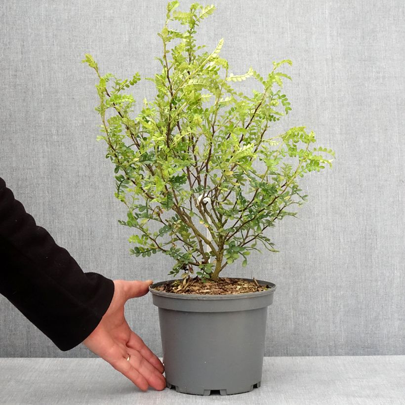 Exemplar von Szechuanpfeffer - Zanthoxylum beecheyanum Topf mit 3L/4L wie im Winter geliefert