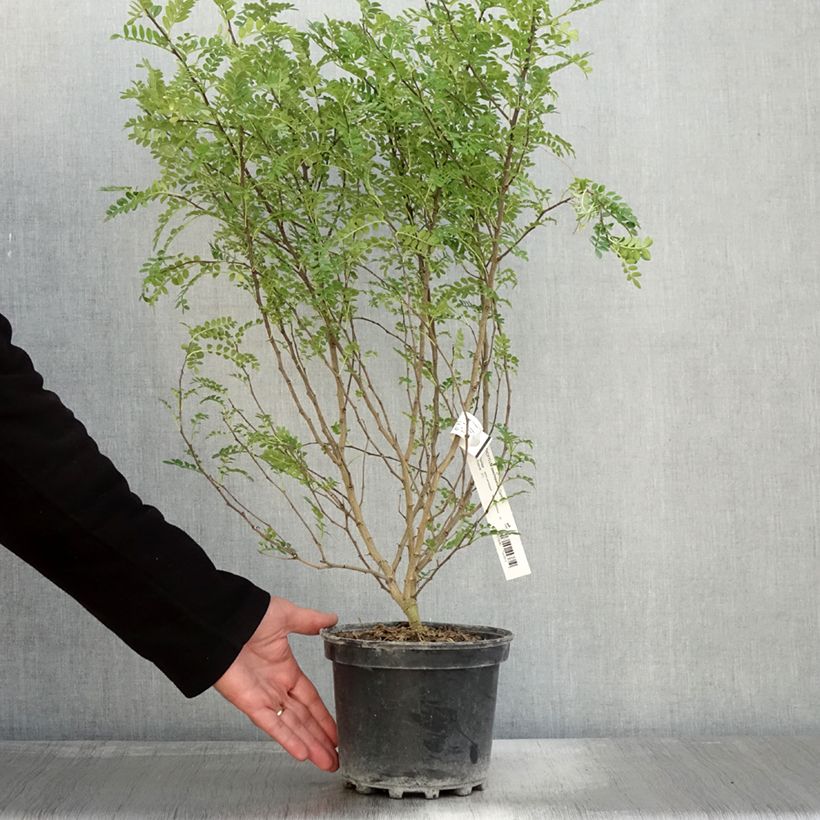 Exemplar von Szechuanpfeffer - Zanthoxylum beecheyanum Topf mit 3L/4L wie im Herbst geliefert