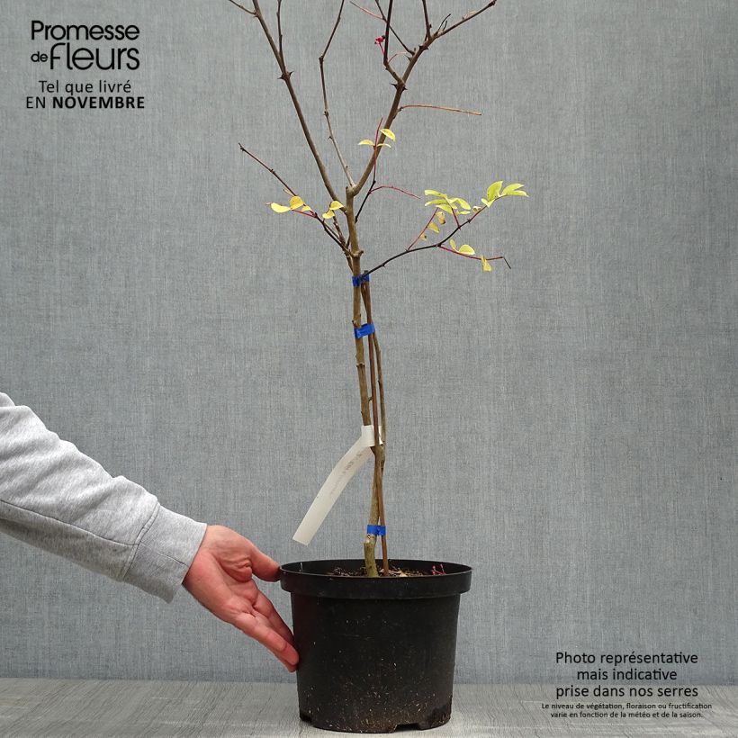 Exemplar von Szechuanpfeffer - Zanthoxylum coreanum Topf mit 4L/5L wie im Herbst geliefert