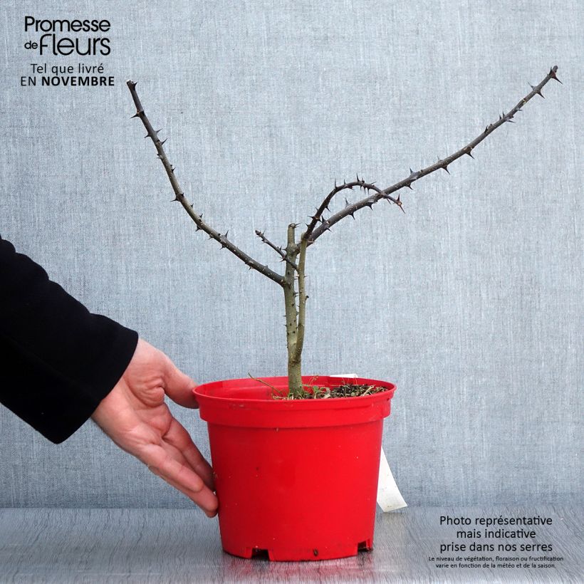 Exemplar von Szechuanpfeffer - Zanthoxylum schinifolium Topf mit 3L/4L wie im Herbst geliefert
