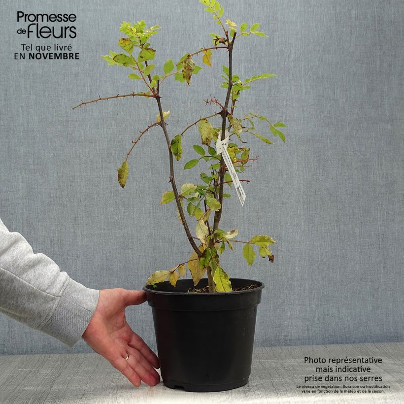 Exemplar von Szechuanpfeffer - Zanthoxylum simulans Topf mit 2L/3L wie im Herbst geliefert