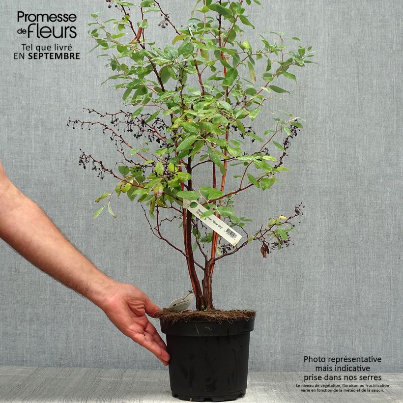 Exemplar von Zenobia pulverulenta Blue Sky - Zenobie Topf mit 7,5L/10L wie im Herbst geliefert