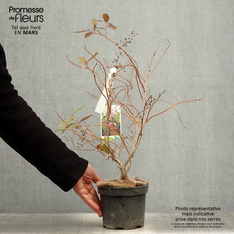 Exemplar von Zenobia pulverulenta Raspberry Ripple - Zenobie Topf mit 2L/3L wie im Frühjahr geliefert