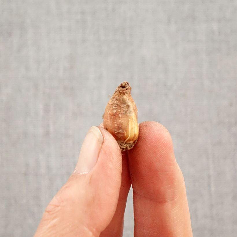 Exemplar von Zephyranthes candida - Zephirblume Zwiebel Kaliber/Größe I wie im Frühjahr geliefert