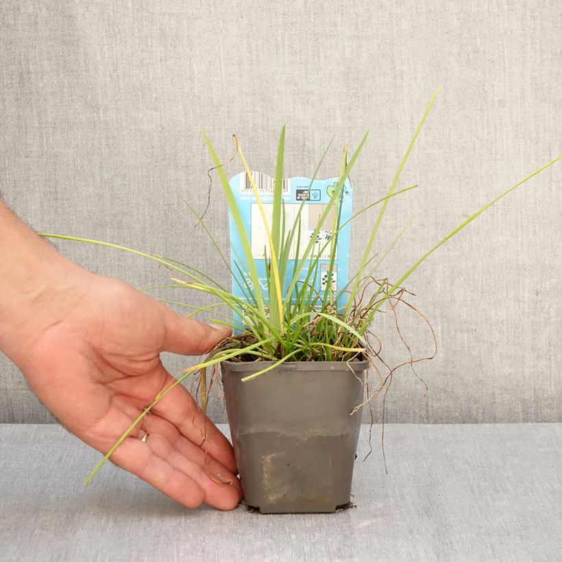 Exemplar von Zephyranthes candida - Zephirblume Kleine Töpfe von 8/9 cm Kaliber/Größe I wie im Herbst geliefert