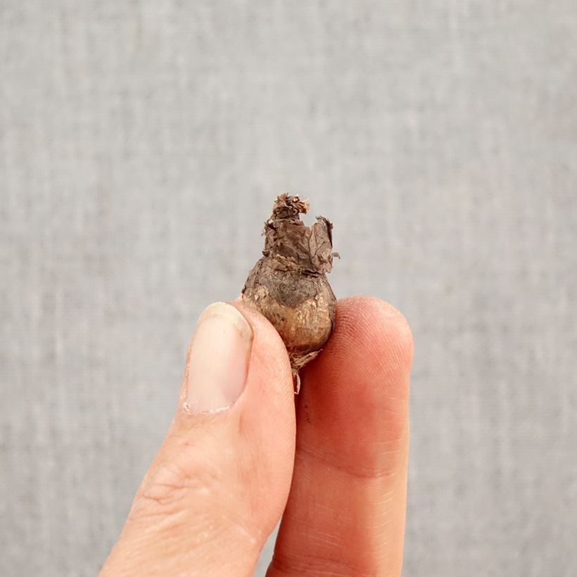 Exemplar von Zephyranthus citrina - Gelbe Regenlilien Zwiebel Kaliber/Größe I wie im Frühjahr geliefert