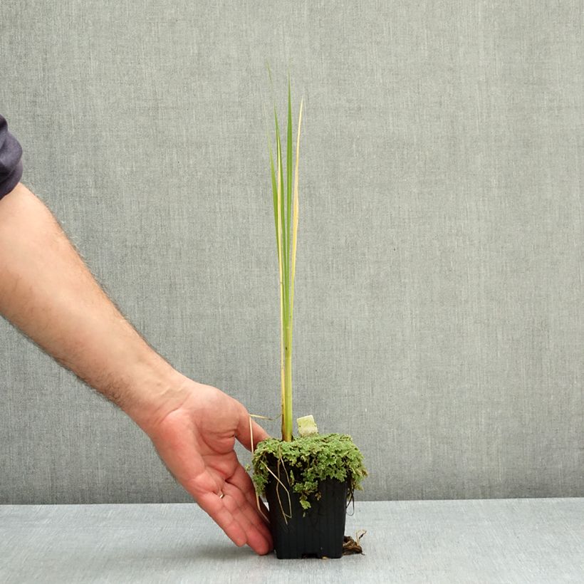 Exemplar von Zizania latifolia - Wasserreis Kleine Töpfe von 8/9 cm wie im Herbst geliefert