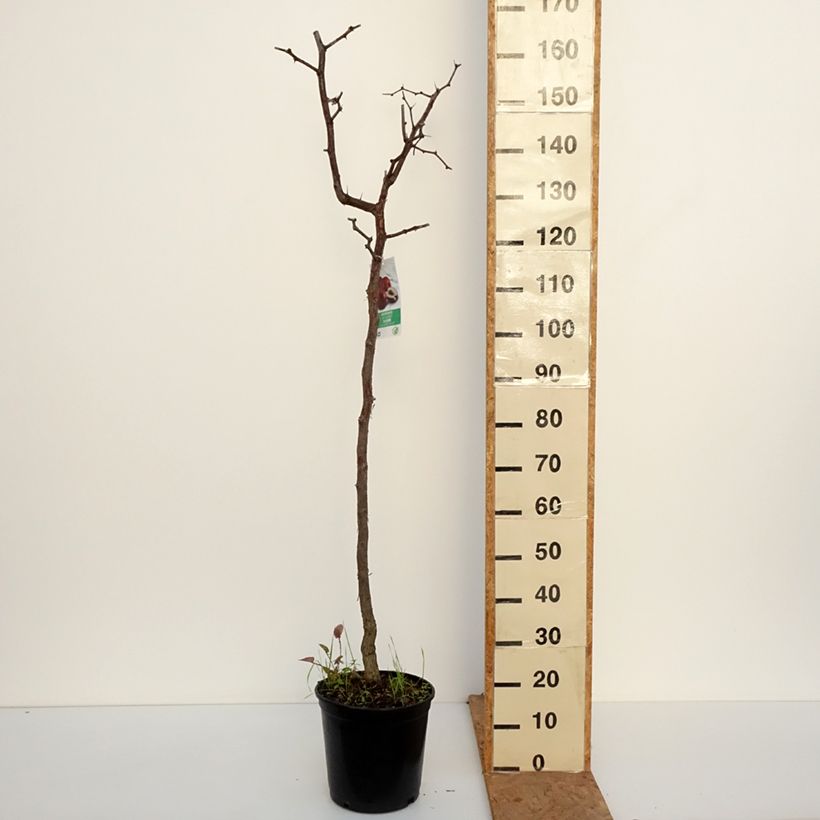 Exemplar von Chinesische Jujube - Ziziphus jujuba Topf mit 12L/15L wie im Herbst geliefert