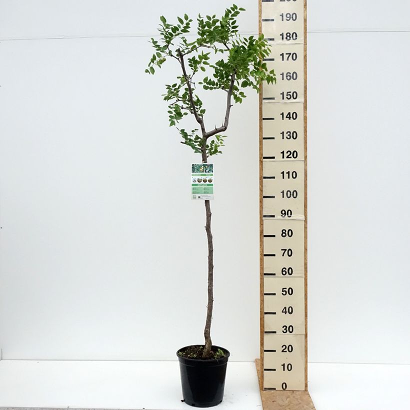 Exemplar von Chinesische Jujube - Ziziphus jujuba Topf mit 12L/15L wie im Sommer geliefert
