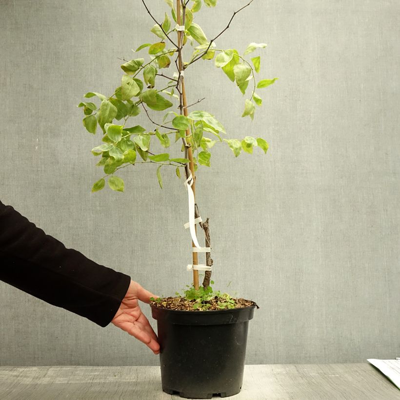 Exemplar von Chinesische Jujube Li - Ziziphus jujuba Topf mit 2L/3L, Strauch wie im Herbst geliefert