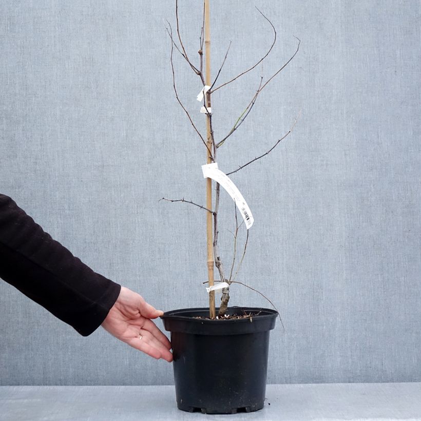 Exemplar von Chinesische Jujube Li - Ziziphus jujuba Topf mit 2L/3L, Strauch wie im Frühjahr geliefert