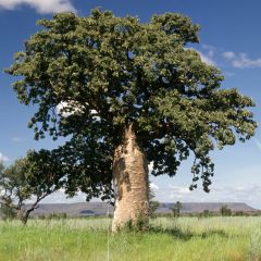 Adansonia gregorii - Australischer Affenbrotbaum