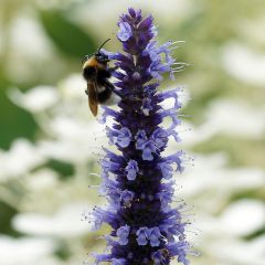 Agastache Blue Fortune - Duftnessel