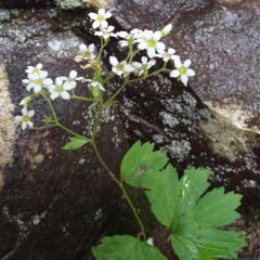 Boykinia aconitifolia - Boykinie