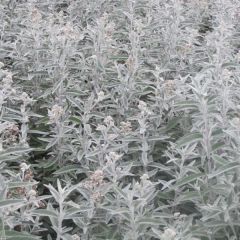 Buddleja Silver Anniversary - Sommerflieder