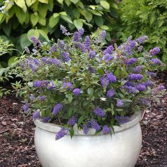 Buddleja Blue Chip - Sommerflieder