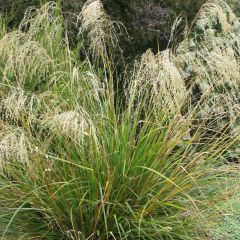 Chionochloa conspicua - Tussockgras