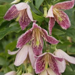 Clematis Advent Bells - Waldrebe
