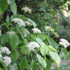 Cornus alternifolia - Wechselblättriger Hartriegel