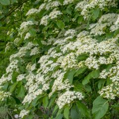 Benthams Hartriegel Pagoda - Cornus controversa