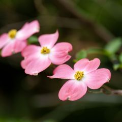 Amerikanischer Blumen-Hartriegel Rubra - Cornus florida