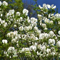 Amerikanischer Blumen-Hartriegel - Cornus florida subsp. urbiniana