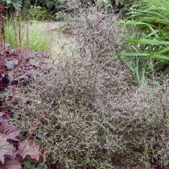 Corokia cotoneaster - Zickzackstrauch