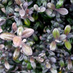 Corokia x virgata Frosted chocolate - Zickzackstrauch
