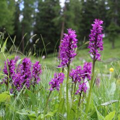 Dactylorhiza majalis - Knabenkraut