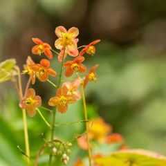Epimedium warleyense - Warley-Elfenblume