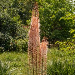 Eremurus Romance - Steppenkerze
