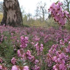 Winterblühende Heide Jenny Porter - Erica darleyensis
