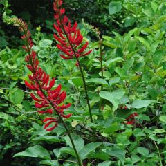 Erythrina bidwillii - Korallenstrauch