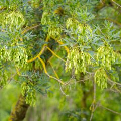 Schmalblättrige Esche - Fraxinus angustifolia