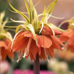 Kaiserkrone Aureomarginata - Fritillaria imperialis