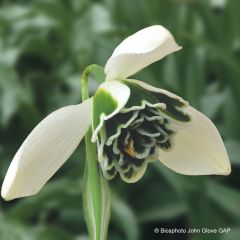Galanthus nivalis f. pleniflorus Dionysus - Schneeglöckchen