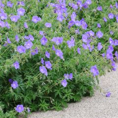 Storchschnabel Orion - Geranium