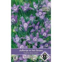 Nigella garidella Blue Stars (Samen) - Schwarzkümmel