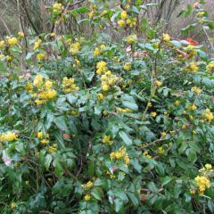 Mahonia aquifolium - Gewöhnliche Mahonie