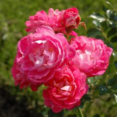 Rosa polyantha Charmant Korpeligo - Zwerg-Parkrose