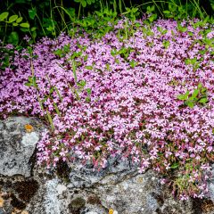 Saponaria ocymoides - Rotes Seifenkraut