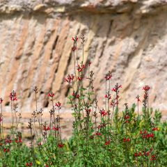 Salvia microphylla Royal Bumble