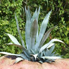 Agave americana - Amerikanische Agave