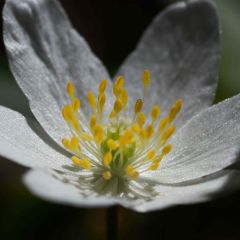 Anemone nemorosa - Busch-Windröschen