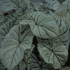 Caladium bicolor Candidum - Buntwurz