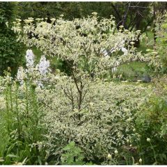 Cornus alternifolia Argentea - Wechselblättriger Hartriegel
